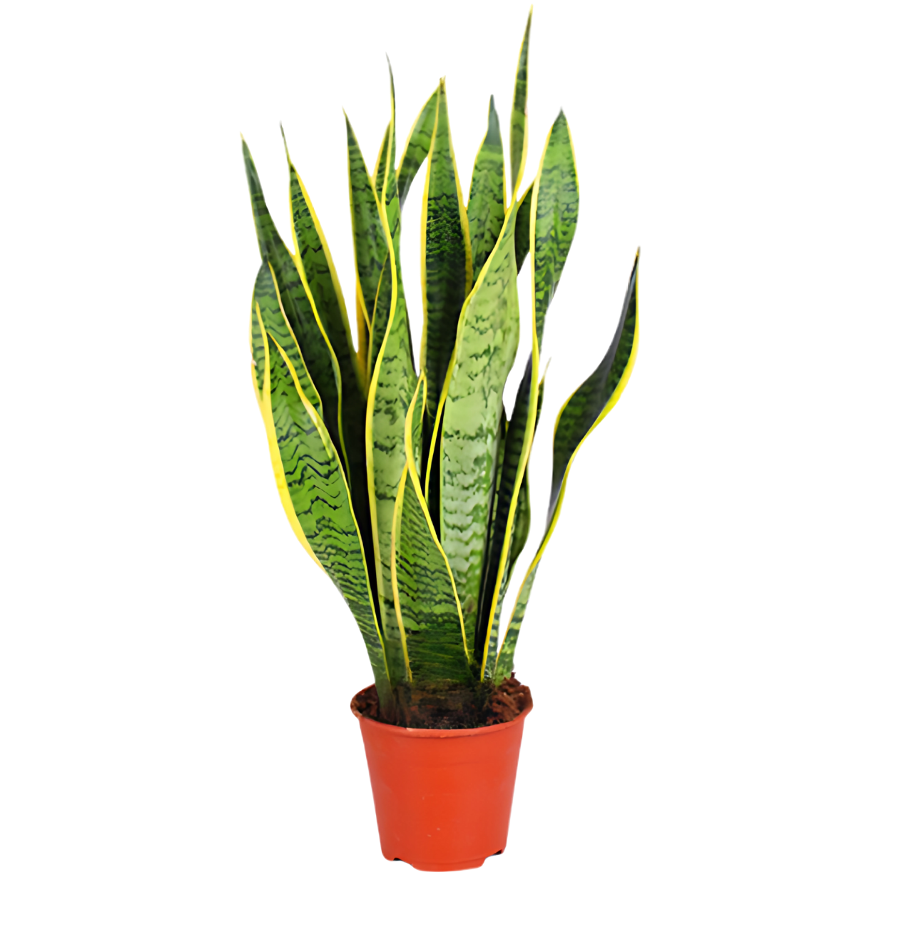 Vrouwentong | 3-delige set | Sansevieria | ca. 40-50 cm | Ø 12-15 cm pot