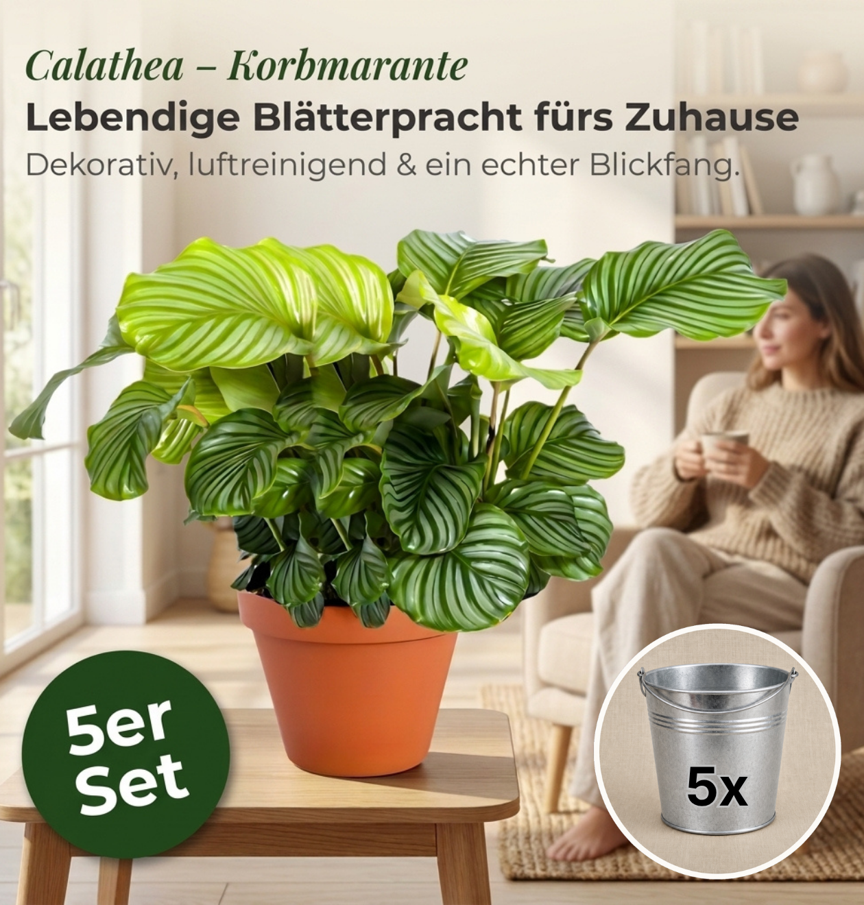 Korbmarante + Zinktopf | 5er-Set | Calathea | ca. 40-50 cm | Ø 12-15 cm Topf