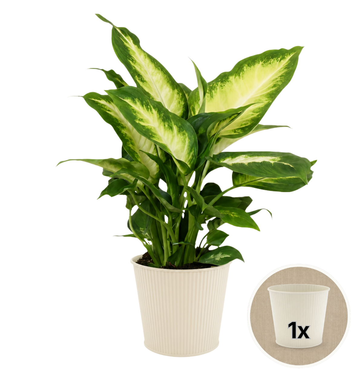 Dieffenbachia + 1x Cremefarbener Zinktopf | ca. 40-50 cm | Ø 12-15 cm Topf