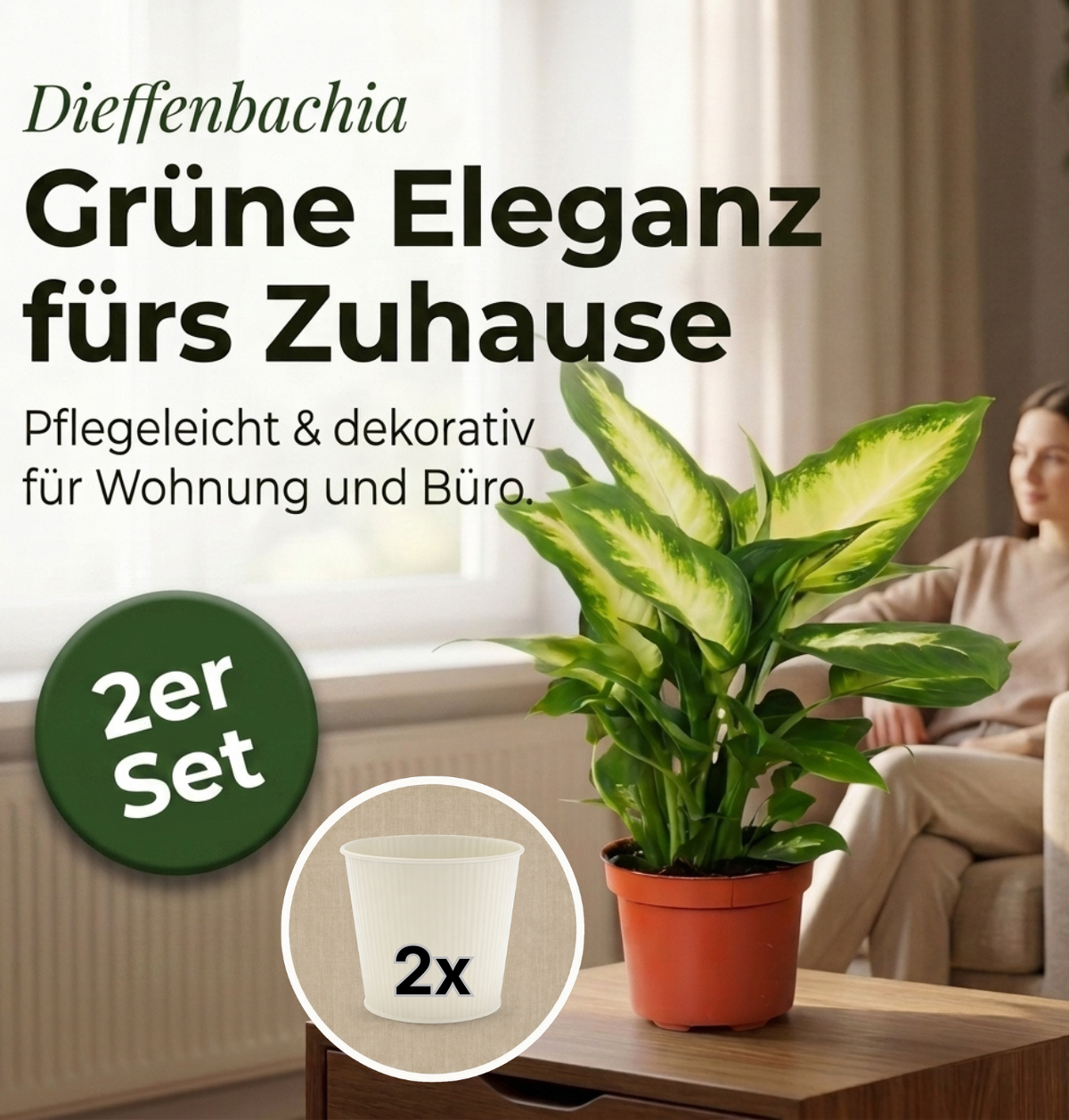 Dieffenbachia + 2x Cremefarbener Zinktopf | 2er-Set | ca. 40-50 cm | Ø 12-15 cm Topf