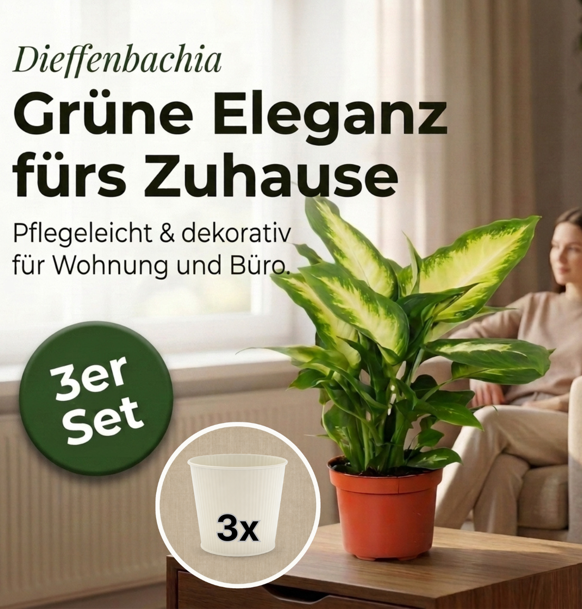 Dieffenbachia + 3x Cremefarbener Zinktopf | 3er-Set | ca. 40-50 cm | Ø 12-15 cm Topf