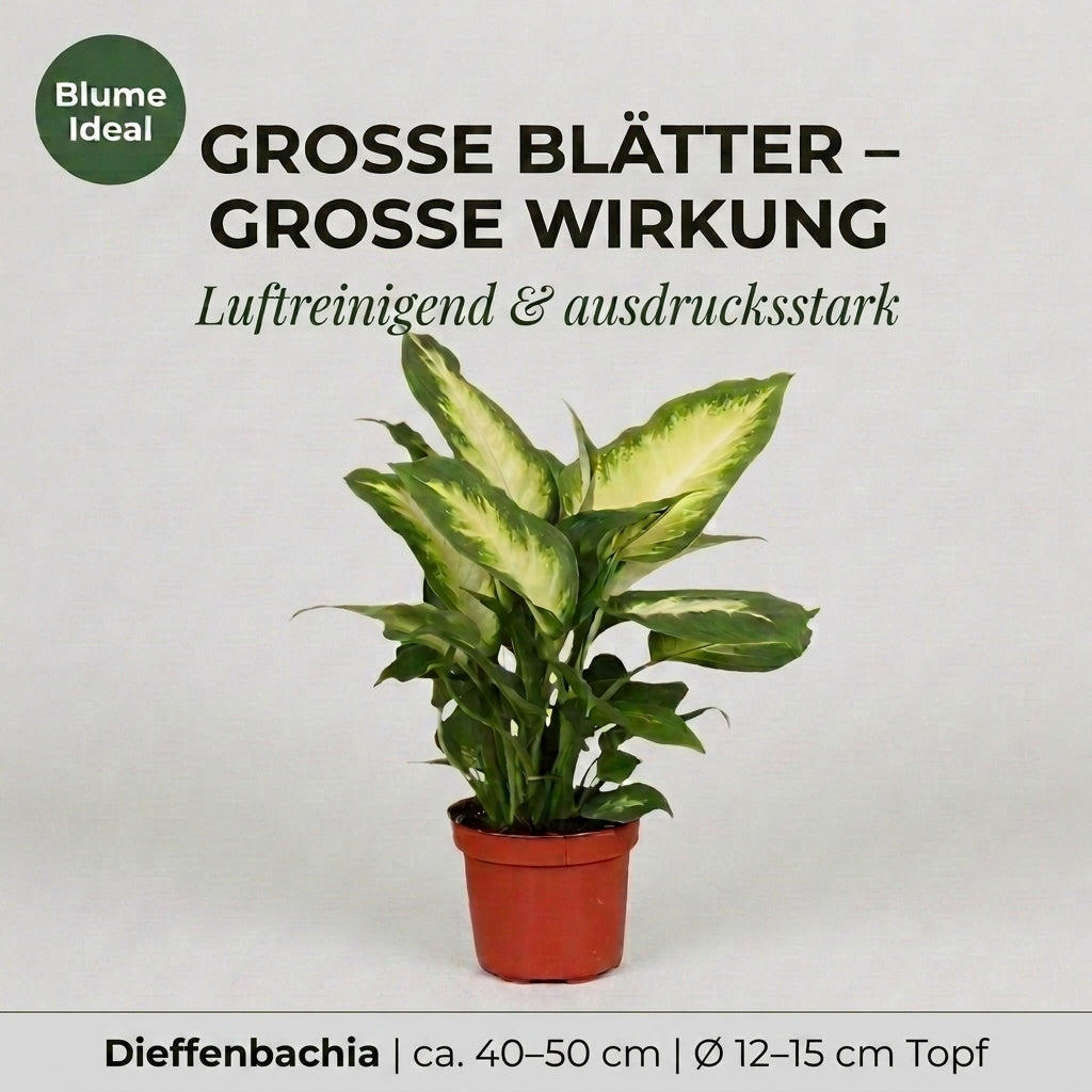 Dieffenbachia + 2x Cremefarbener Zinktopf | 2er-Set | ca. 40-50 cm | Ø 12-15 cm Topf
