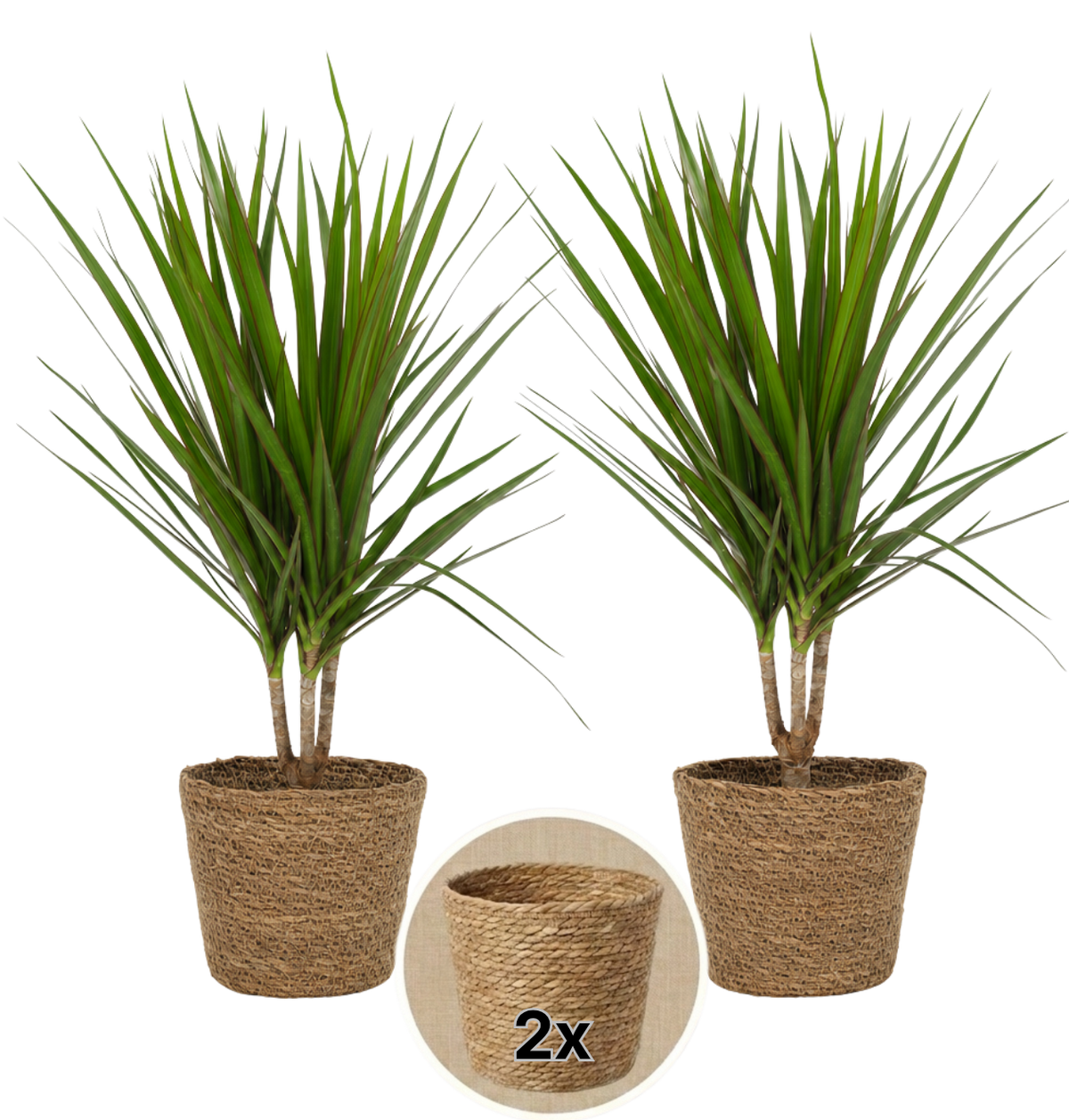 Drachenbaum + 2x Seegraskorb | 2er-Set | Dracaena | ca. 40-50 cm | Ø 12-15 cm Topf
