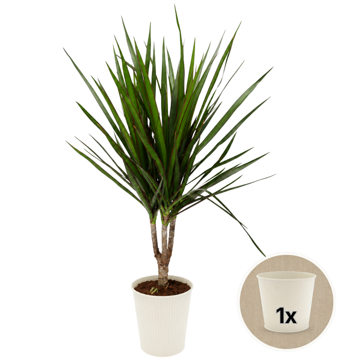 Drachenbaum + 1x Cremefarbener Zinktopf | Dracaena | ca. 40-50 cm | Ø 12-15 cm Topf