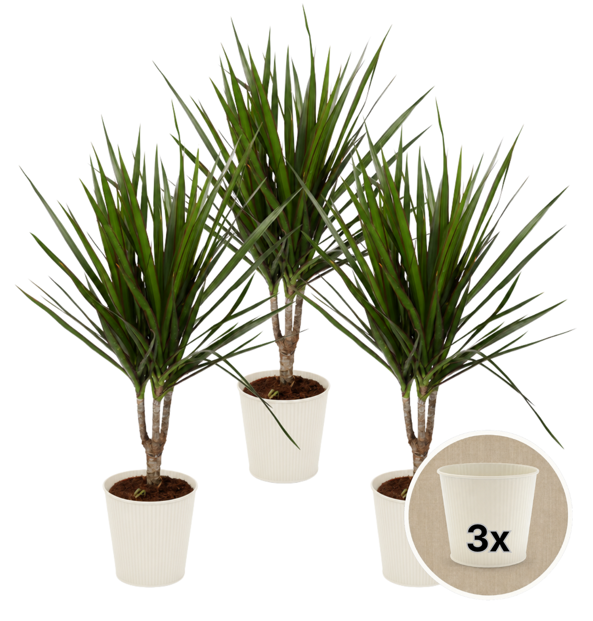 Drachenbaum + 3x Cremefarbener Zinktopf | 3er-Set | Dracaena | ca. 40-50 cm | Ø 12-15 cm Topf