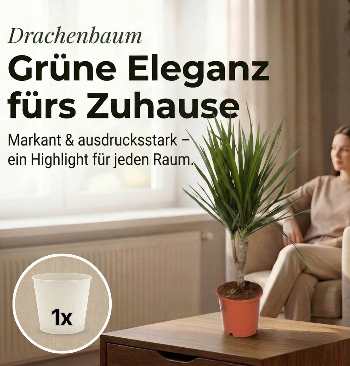 Drachenbaum + 1x Cremefarbener Zinktopf | Dracaena | ca. 40-50 cm | Ø 12-15 cm Topf