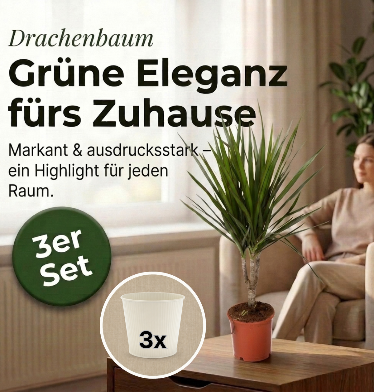 Drachenbaum + 3x Cremefarbener Zinktopf | 3er-Set | Dracaena | ca. 40-50 cm | Ø 12-15 cm Topf