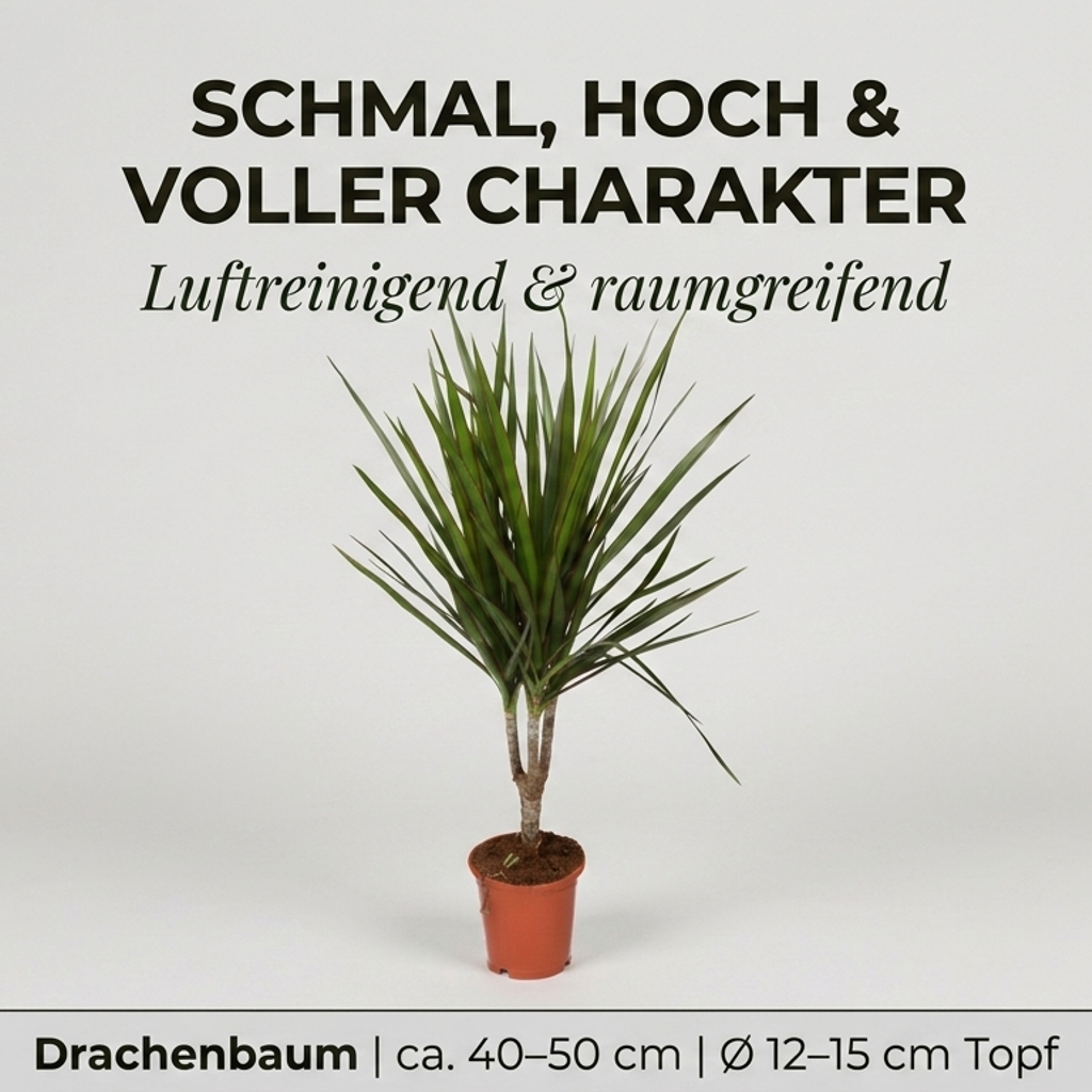 Drachenbaum + 3x Cremefarbener Zinktopf | 3er-Set | Dracaena | ca. 40-50 cm | Ø 12-15 cm Topf