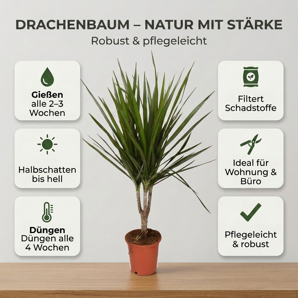 Drachenbaum + 2x Cremefarbener Zinktopf | 2er-Set | Dracaena | ca. 40-50 cm | Ø 12-15 cm Topf