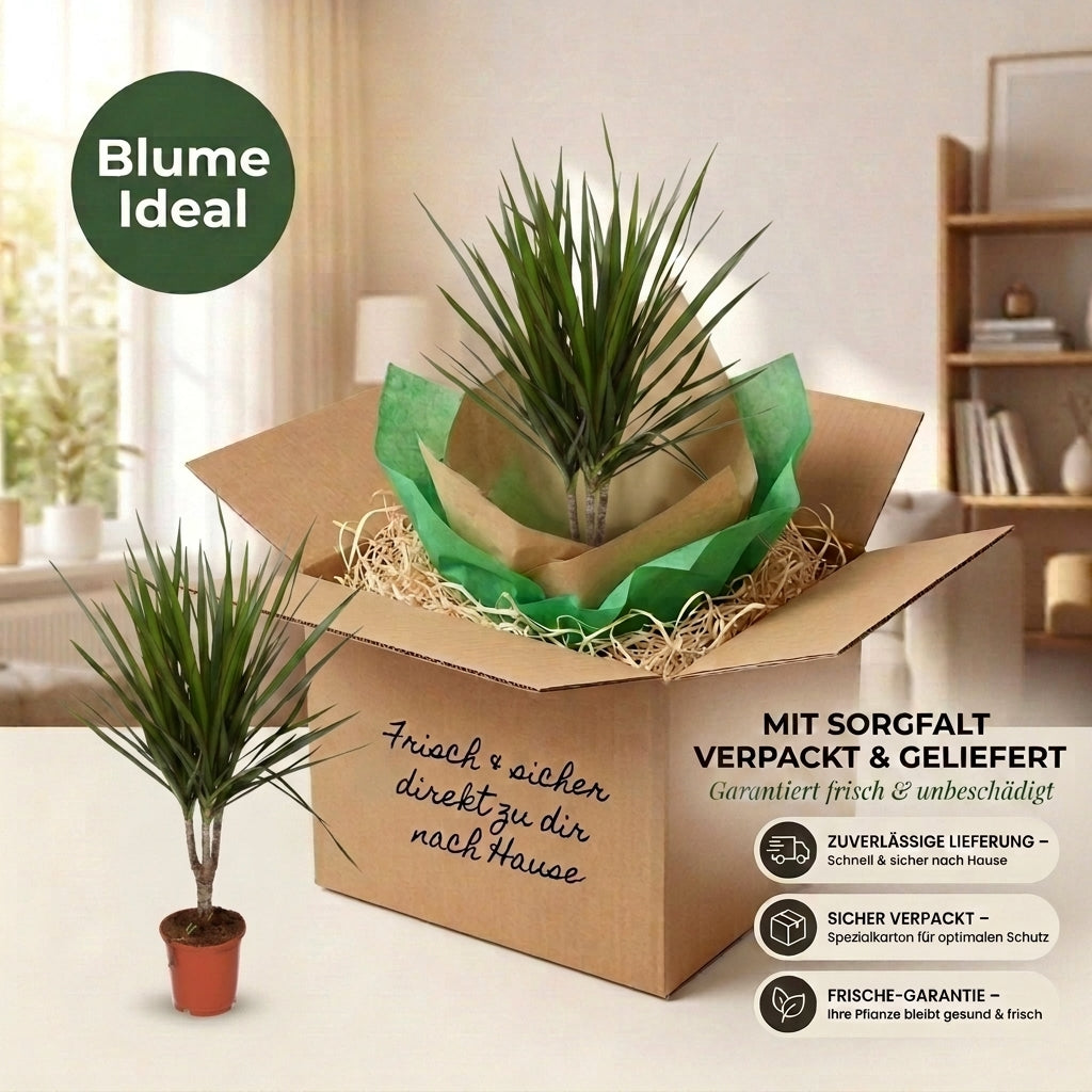 Drachenbaum + 3x Cremefarbener Zinktopf | 3er-Set | Dracaena | ca. 40-50 cm | Ø 12-15 cm Topf