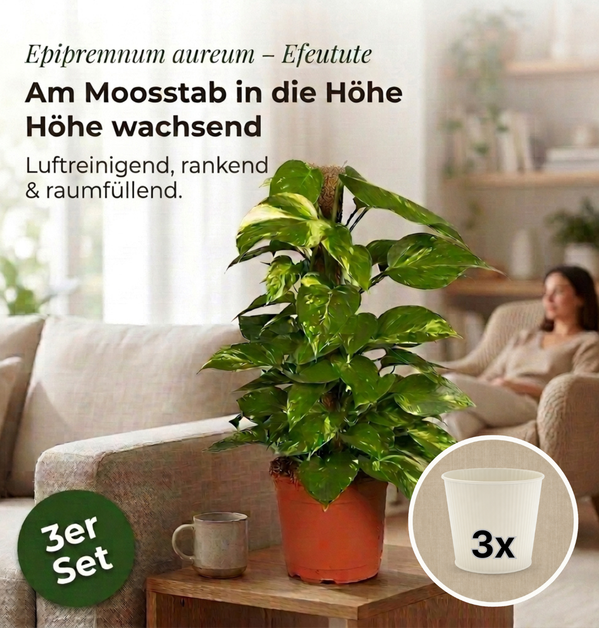 Efeutute am Moosstab + 3x Cremefarbener Zinktopf | 3er-Set | Epipremnum Aureum | ca. 50-60 cm | Ø 12-15 cm Topf