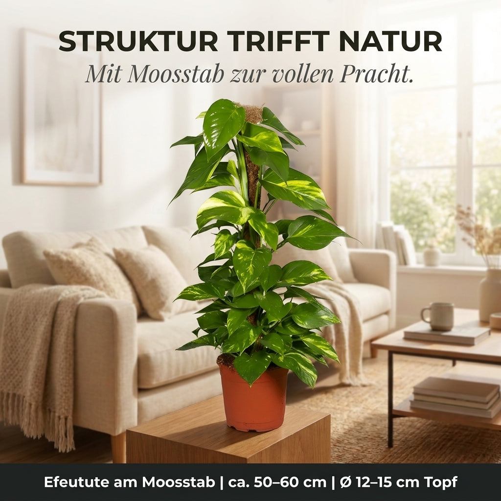 Efeutute am Moosstab + 3x Zinktopf | 3er-Set | Epipremnum Aureum | ca. 50-60 cm | Ø 12-15 cm Topf
