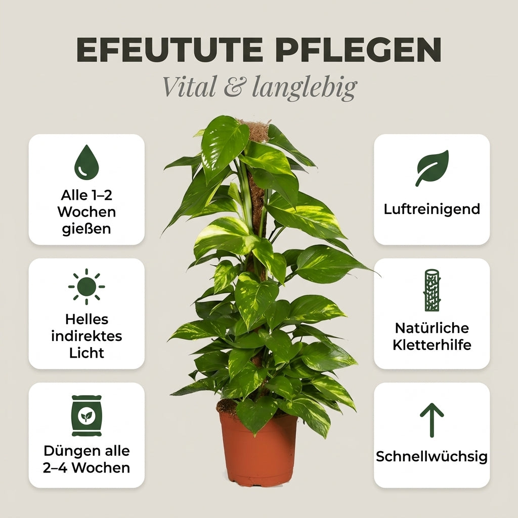Efeutute am Moosstab + 1x Zinktopf | Epipremnum Aureum | ca. 50-60 cm | Ø 12-15 cm Topf