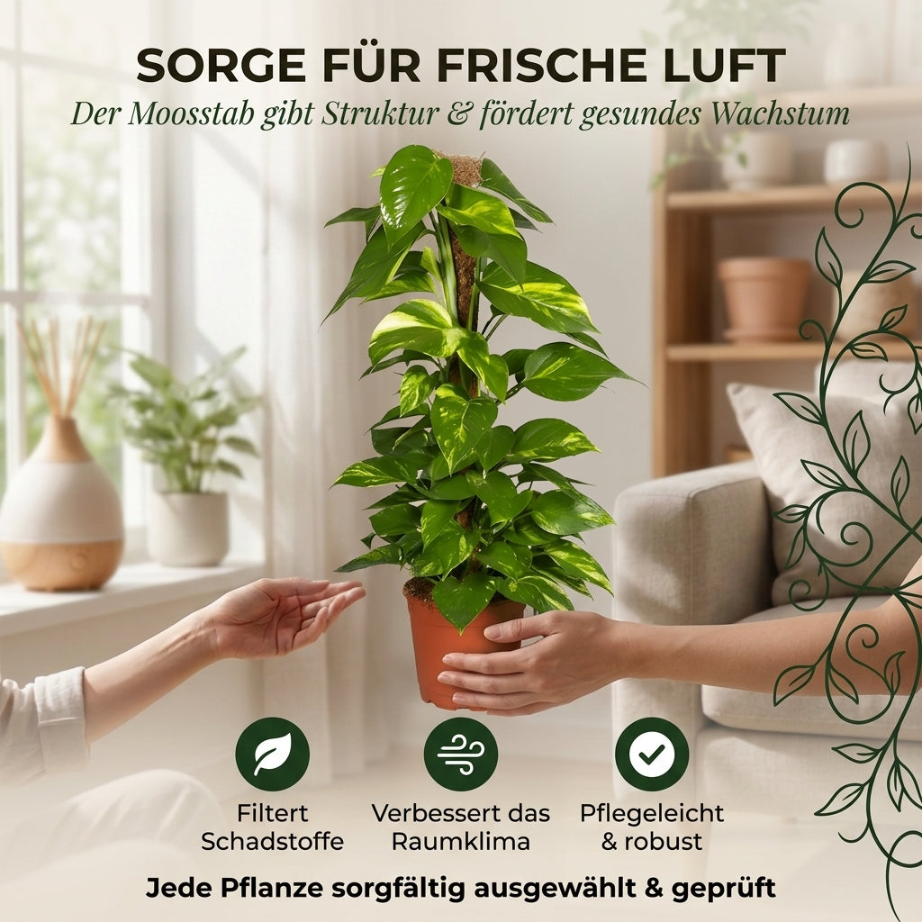 Efeutute am Moosstab + 3x Zinktopf | 3er-Set | Epipremnum Aureum | ca. 50-60 cm | Ø 12-15 cm Topf