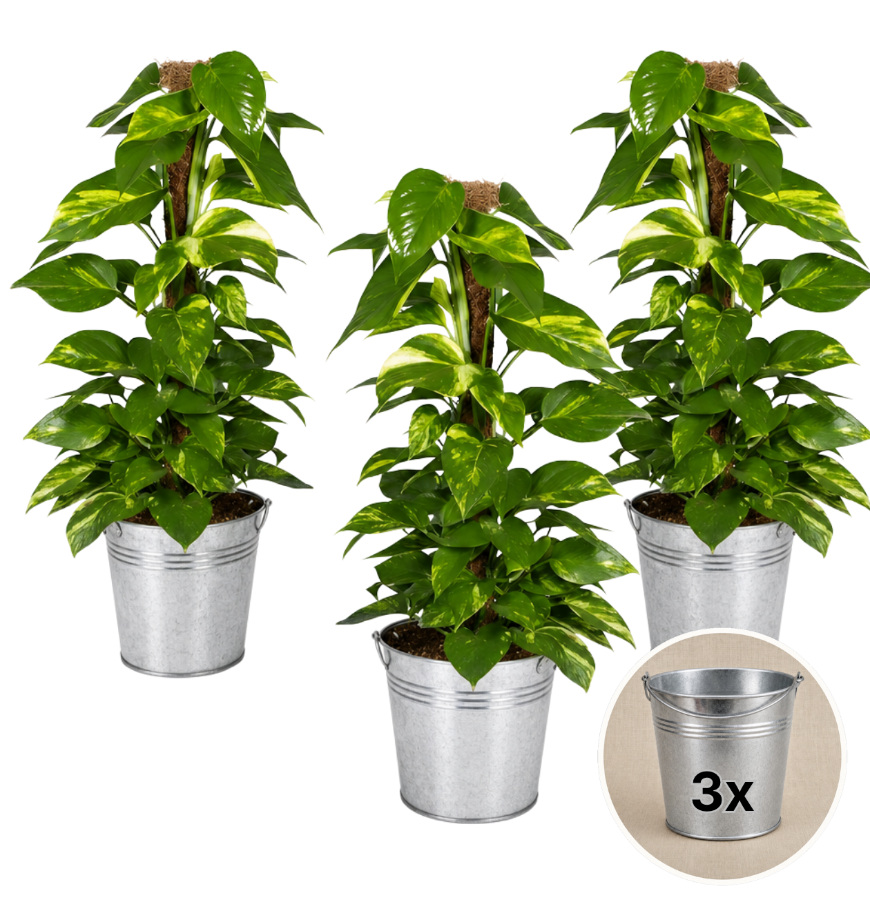 Efeutute am Moosstab + 3x Zinktopf | 3er-Set | Epipremnum Aureum | ca. 50-60 cm | Ø 12-15 cm Topf