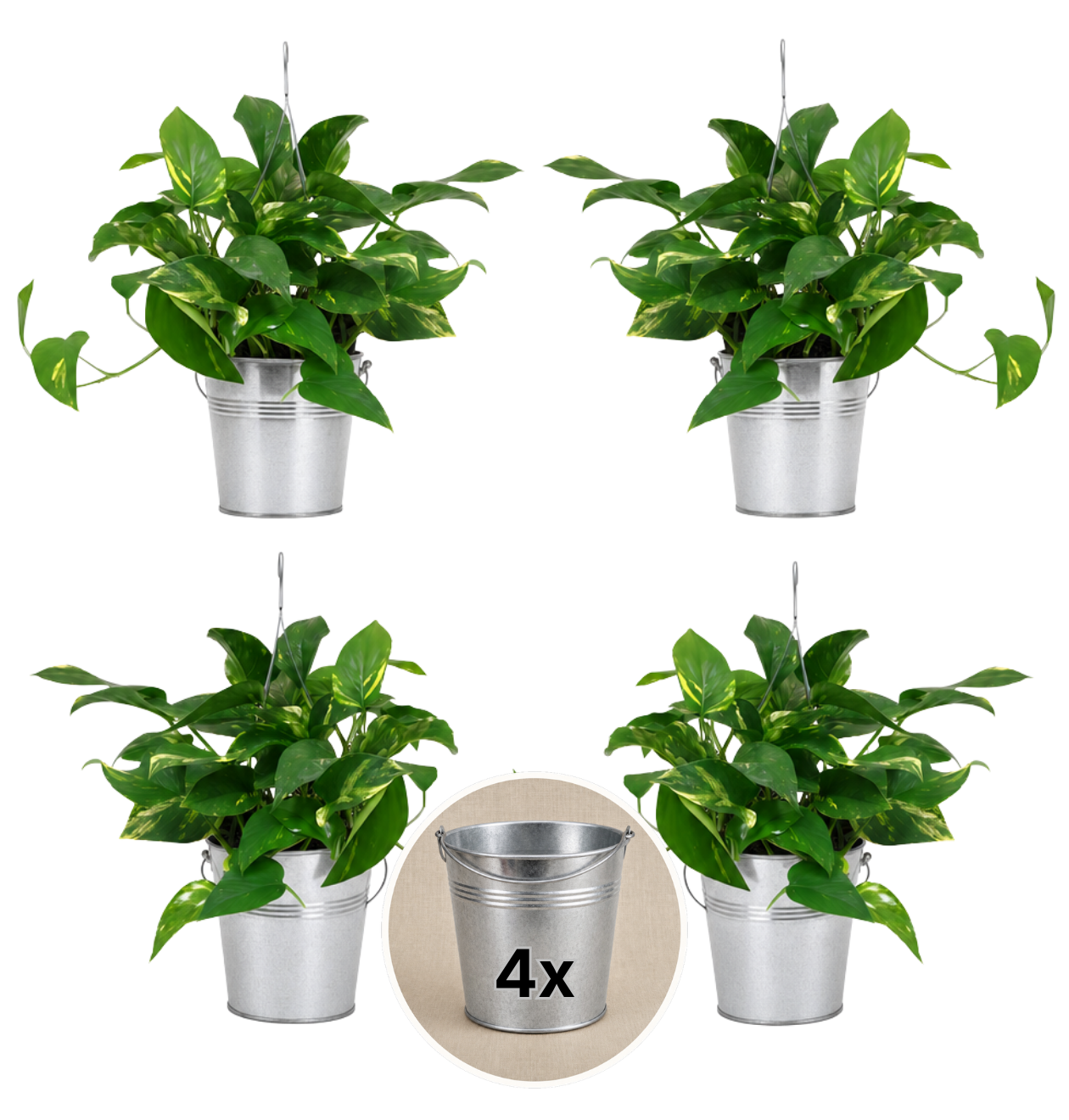 Efeutute (hängend) + Zinktopf | 4er-Set | Epipremnum aureum | ca. 30-35 cm | Ø 12-15 cm Topf