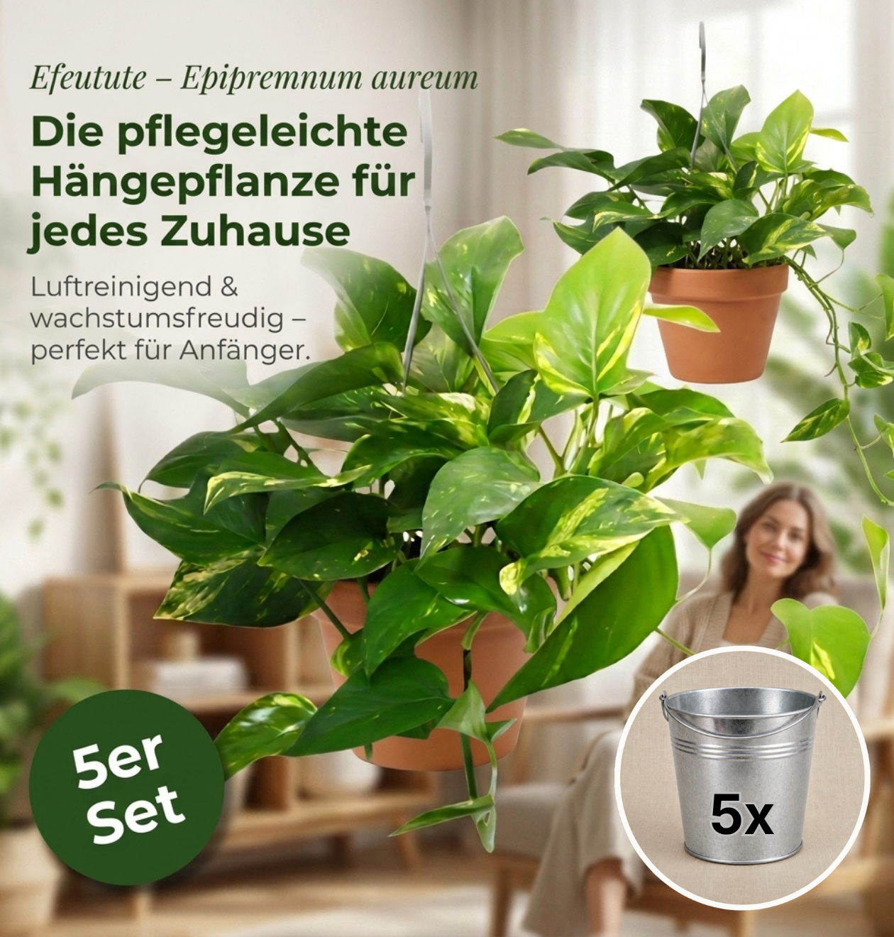 Efeutute (hängend) + Zinktopf | 5er-Set | Epipremnum aureum | ca. 30-35 cm | Ø 12-15 cm Topf