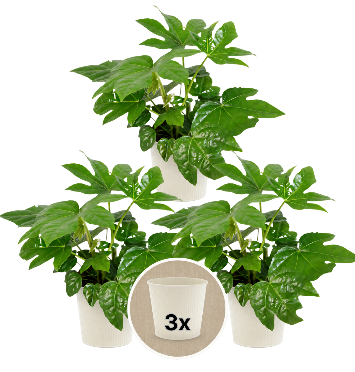 Zimmeraralie + 3x Cremefarbener Zinktopf | 3er-Set | Fatsia japonica | ca. 40-50 cm | Ø 12-15 cm Topf