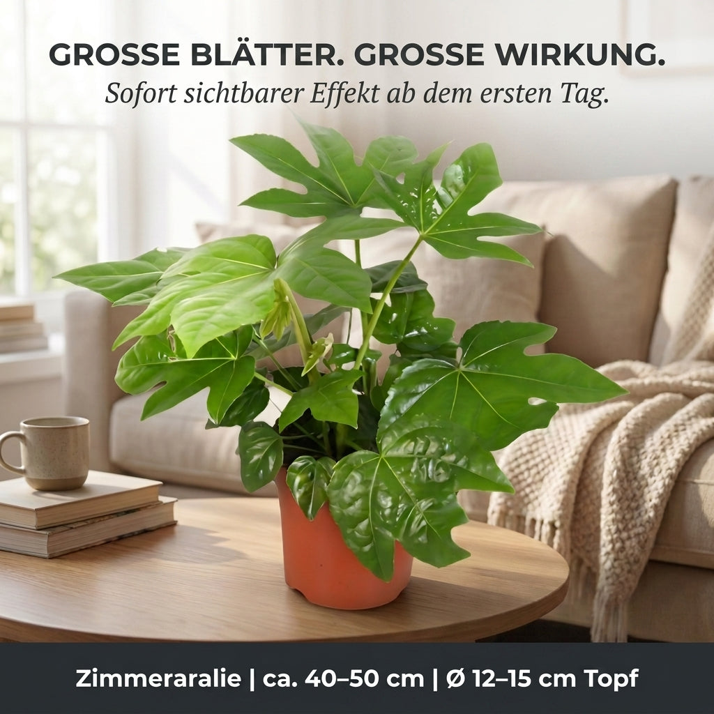 Zimmeraralie + 3x Cremefarbener Zinktopf | 3er-Set | Fatsia japonica | ca. 40-50 cm | Ø 12-15 cm Topf