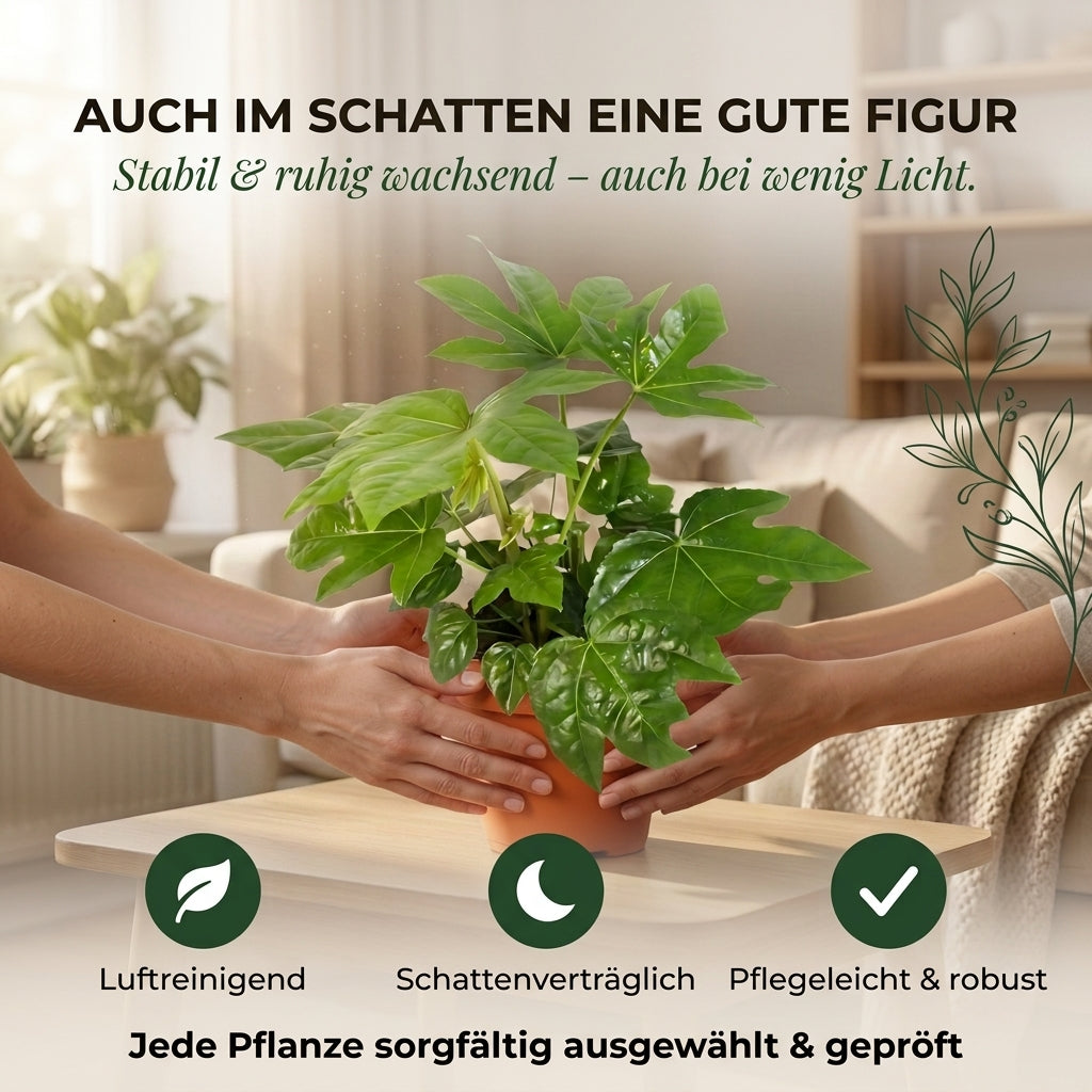 Zimmeraralie + 2x Cremefarbener Zinktopf | 2er-Set | Fatsia japonica | ca. 40-50 cm | Ø 12-15 cm Topf
