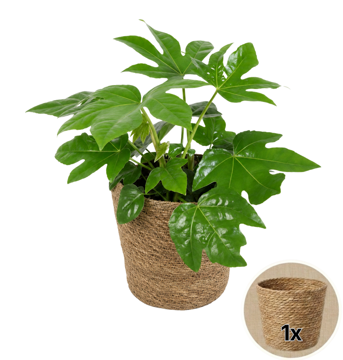 Zimmeraralie + 1x Seegraskorb | Fatsia japonica | ca. 40-50 cm | Ø 12-15 cm Topf