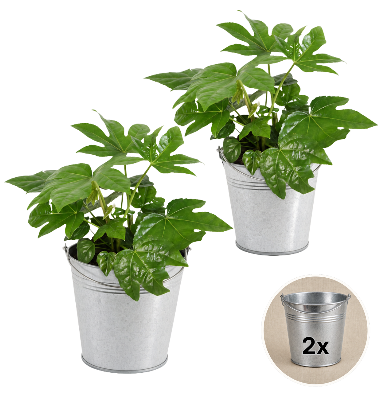 Zimmeraralie + 2x Zinktopf | 2er-Set | Fatsia japonica | ca. 40-50 cm | Ø 12-15 cm Topf
