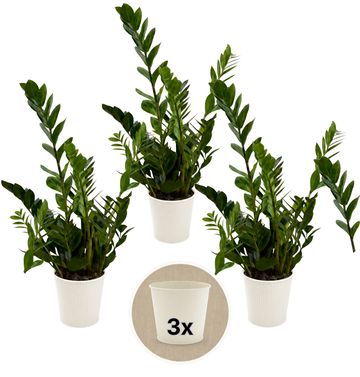 Glücksfeder + 3x Cremefarbener Zinktopf | 3er-Set | Zamioculcas zamiifolia | ca. 40-50 cm | Ø 12-15 cm Topf