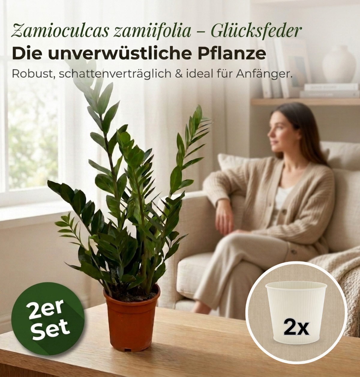 Glücksfeder + 2x Cremefarbener Zinktopf | 2er-Set | Zamioculcas zamiifolia | ca. 40-50 cm | Ø 12-15 cm Topf