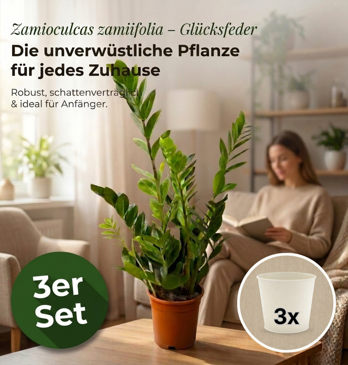 Glücksfeder + 3x Cremefarbener Zinktopf | 3er-Set | Zamioculcas zamiifolia | ca. 40-50 cm | Ø 12-15 cm Topf