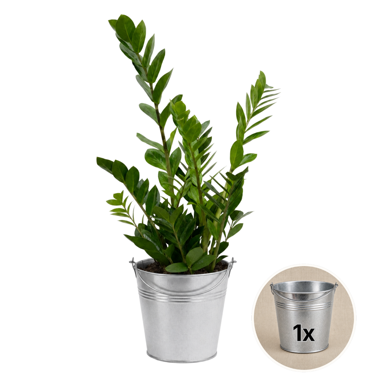 Glücksfeder + 1x Zinktopf | Zamioculcas zamiifolia | ca. 40-50 cm | Ø 12-15 cm Topf
