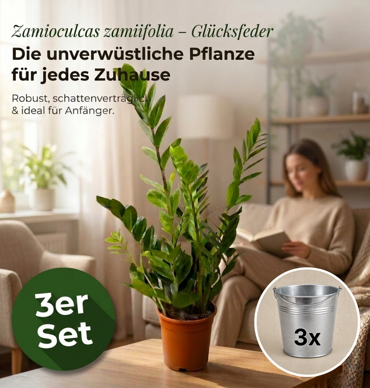 Glücksfeder + 3x Zinktopf | 3er-Set | Zamioculcas zamiifolia | ca. 40-50 cm | Ø 12-15 cm Topf