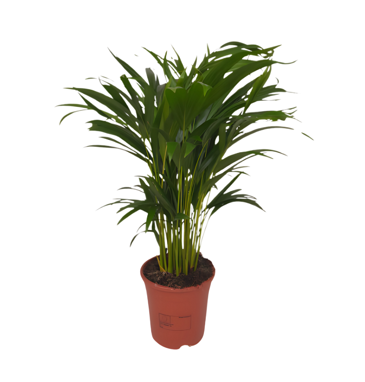 Goudvruchtpalm | set van 3 | Dypsis lutescens | ca. 40-50 cm | Ø 12-15 cm pot