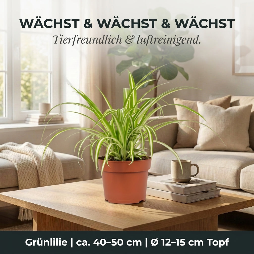 Grünlilie + 3x Seegraskorb | 3er-Set | Chlorophytum | ca. 40-50 cm | Ø 12-15 cm Topf