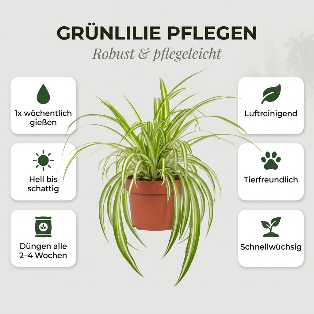 Grünlilie + 2x Zinktopf | 2er-Set | Chlorophytum | ca. 40-50 cm | Ø 12-15 cm Topf