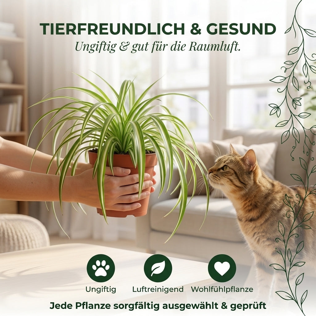 Grünlilie + 2x Zinktopf | 2er-Set | Chlorophytum | ca. 40-50 cm | Ø 12-15 cm Topf