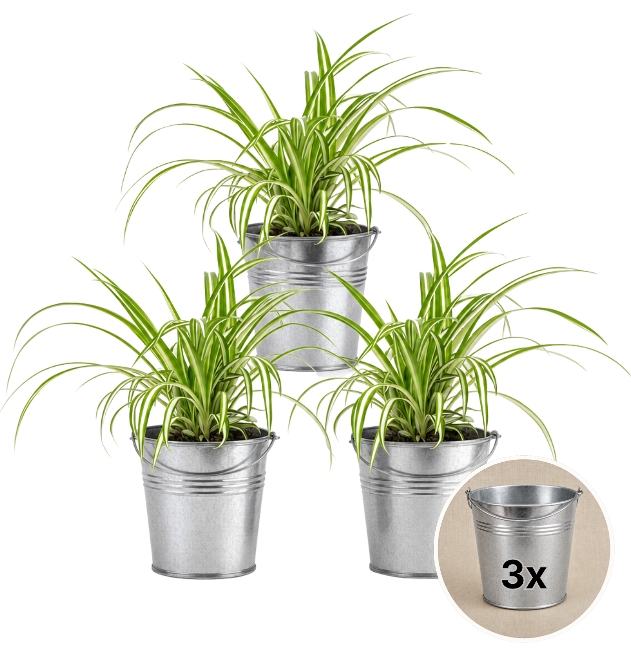 Grünlilie + 3x Zinktopf | 3er-Set | Chlorophytum | ca. 40-50 cm | Ø 12-15 cm Topf