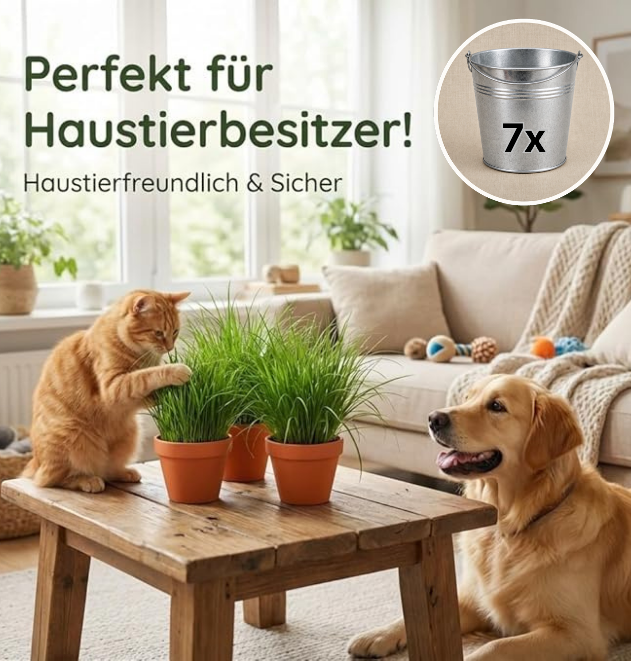 Katzengras + Zinktopf | 7er-Set | Cyperus zumula | ca. 20-30 cm | Ø 12-15 cm Topf