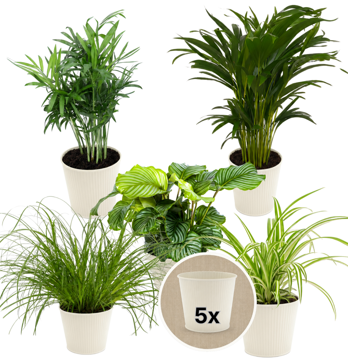 “Katzenliebhaber” Pflanzenset + 5x Cremefarbener Zinktopf | 5er-Set | ca. 30-45 cm | Ø 12-15 cm Topf