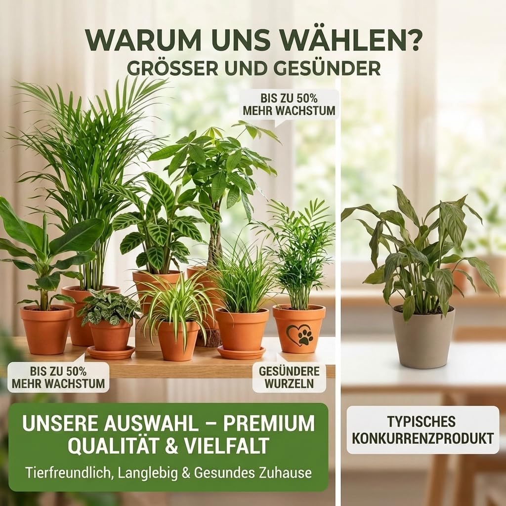“Katzenliebhaber” Pflanzenset + 6x Cremefarbener Zinktopf | 6er-Set | ca. 30-45 cm | Ø 12-15 cm Topf