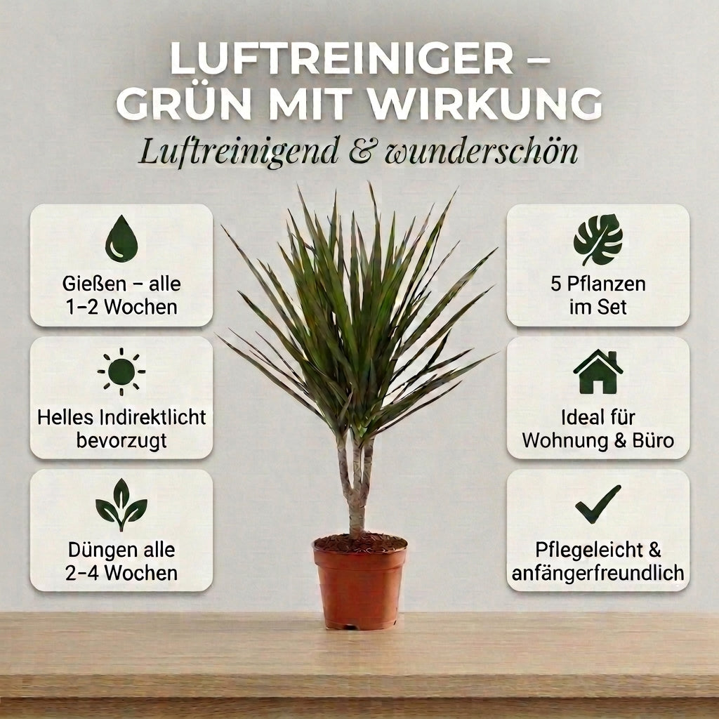 “Luftreiniger” Pflanzen-Set + Zinktopf | 5er-Set | ca. 40-70 cm | Ø 12-15 cm Topf