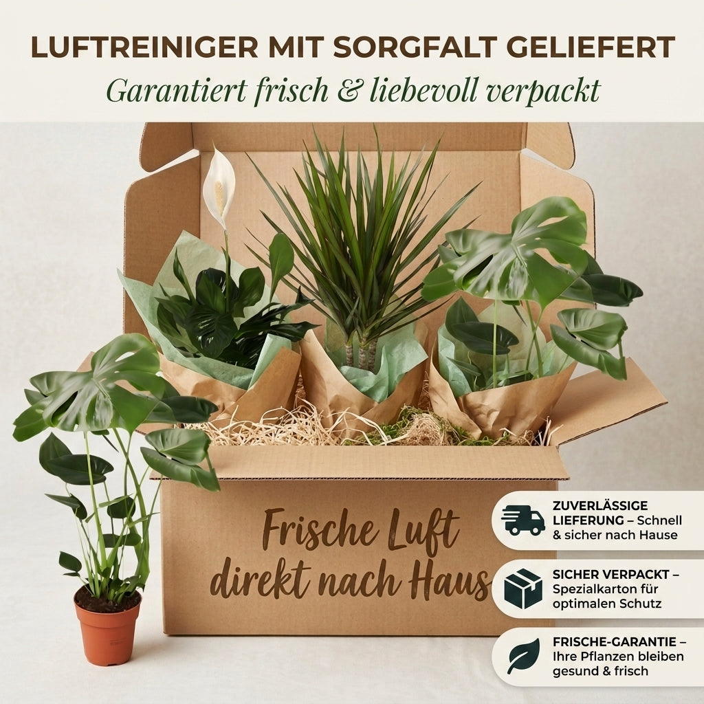 “Luftreiniger” Pflanzen-Set + Zinktopf | 3er-Set | ca. 40-70 cm | Ø 12-15 cm Topf