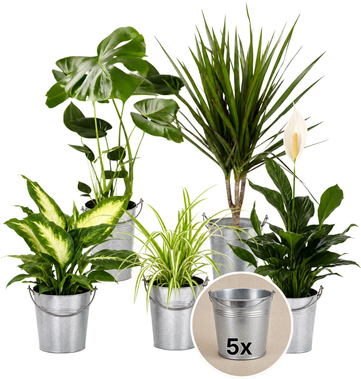 “Luftreiniger” Pflanzen-Set + Zinktopf | 5er-Set | ca. 40-70 cm | Ø 12-15 cm Topf