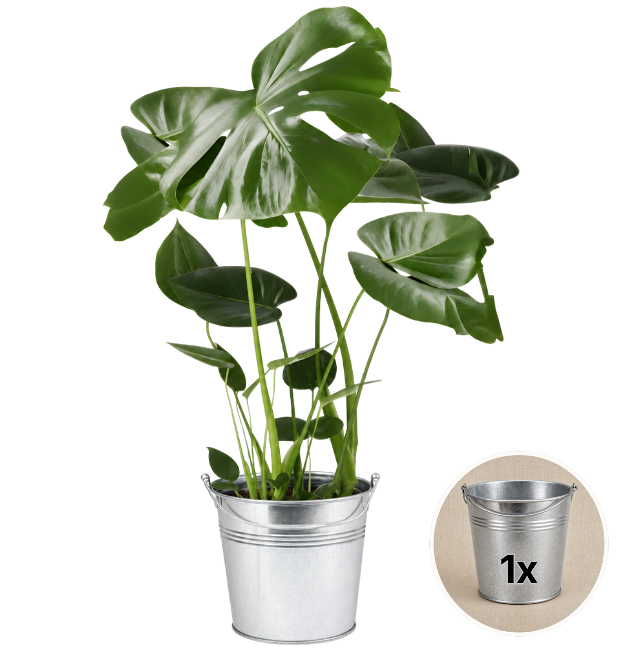 Monstera deliciosa + Zinktopf | Fensterblatt | ca. 55-70 cm | Ø 12-15 cm Topf