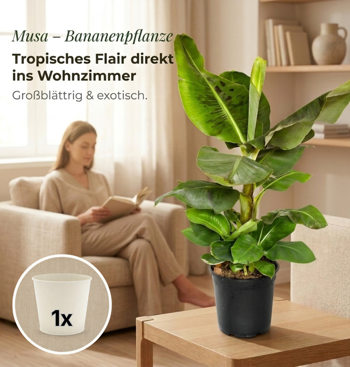 Bananenpflanze + 1x Cremefarbener Zinktopf | Musa | ca. 40-50 cm | Ø 12-15 cm Topf