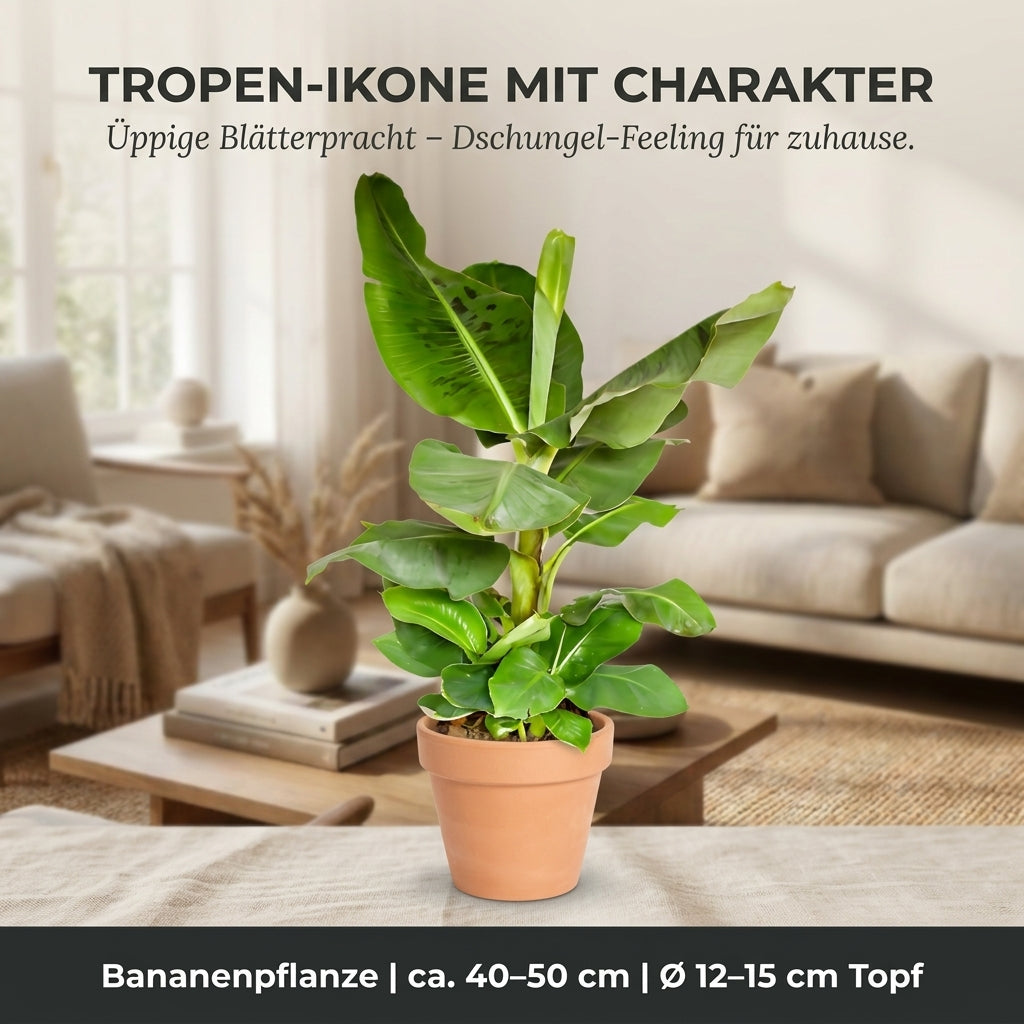 Bananenpflanze + 1x Cremefarbener Zinktopf | Musa | ca. 40-50 cm | Ø 12-15 cm Topf