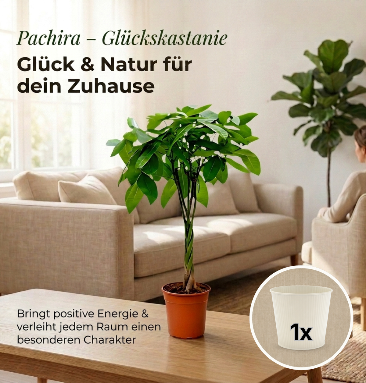 Glückskastanie + 1x Cremefarbener Zinktopf | Pachira | ca. 40-50 cm | Ø 12-15 cm Topf
