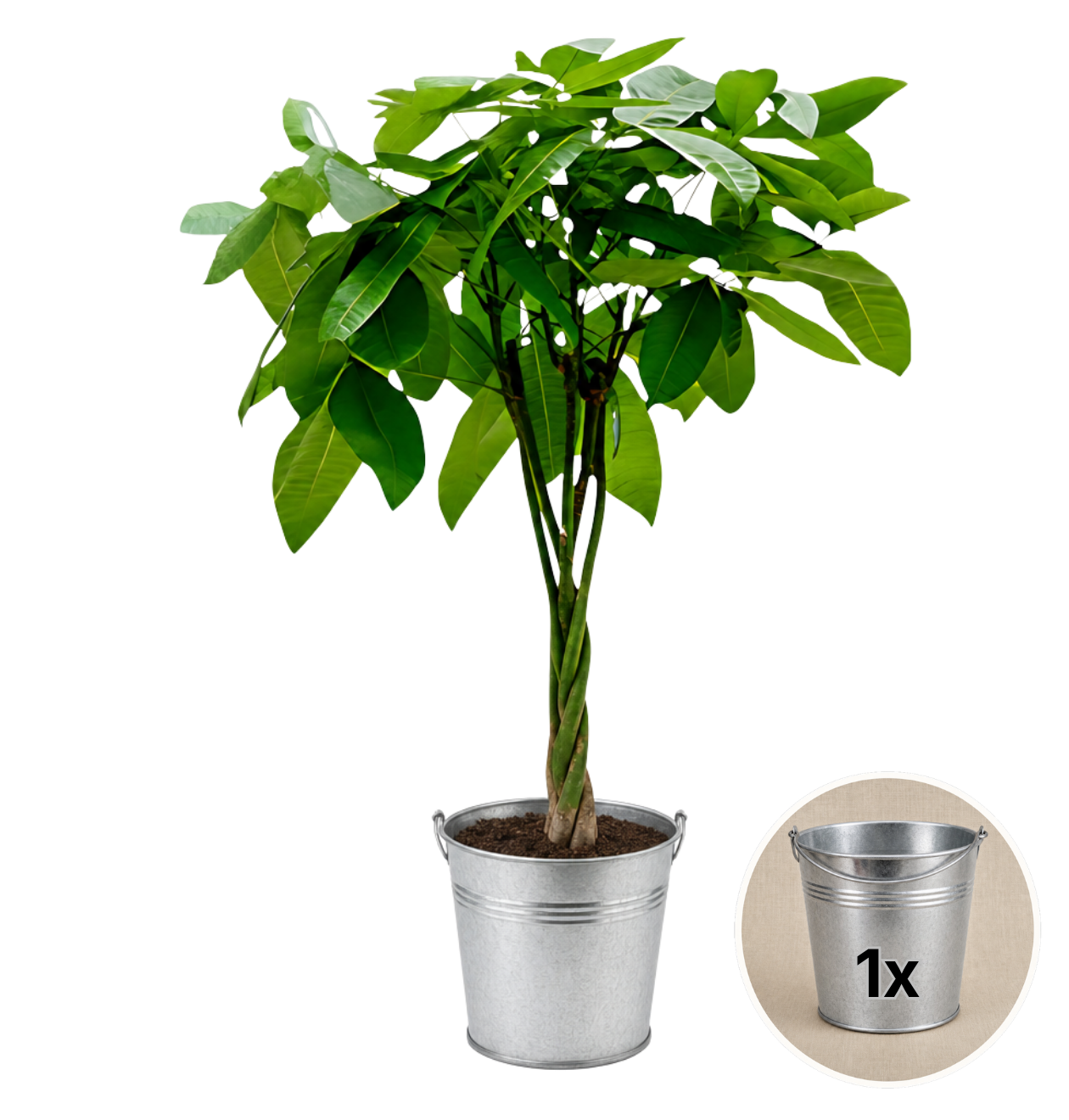 Glückskastanie + 1x Zinktopf | Pachira | ca. 40-50 cm | Ø 12-15 cm Topf