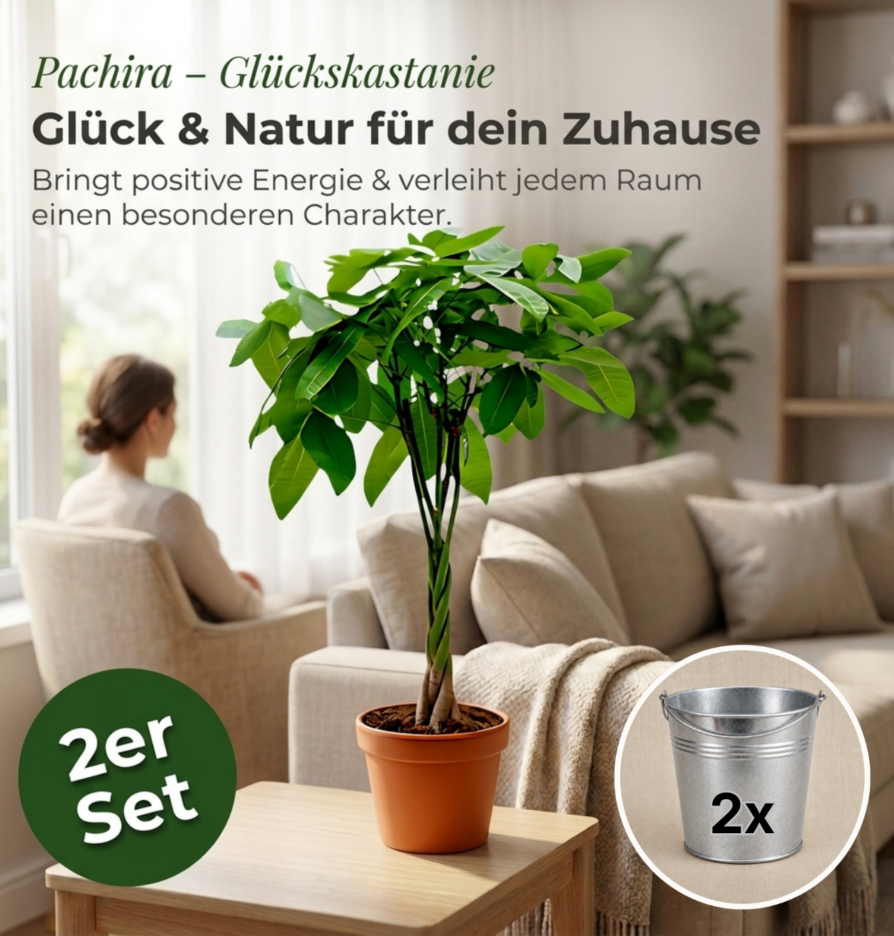 Glückskastanie + 2x Zinktopf | 2er-Set | Pachira | ca. 40-50 cm | Ø 12-15 cm Topf