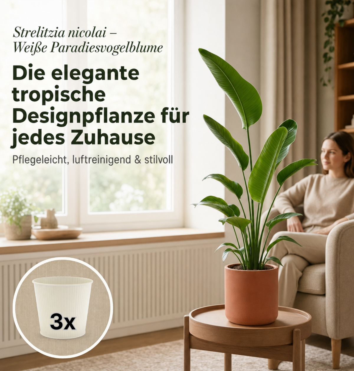 Weiße Paradiesvogelblume + 3x Cremefarbener Zinktopf | 3er-Set | Strelitzia Nicolai | ca. 45-55 cm | Ø 12-15 cm Topf