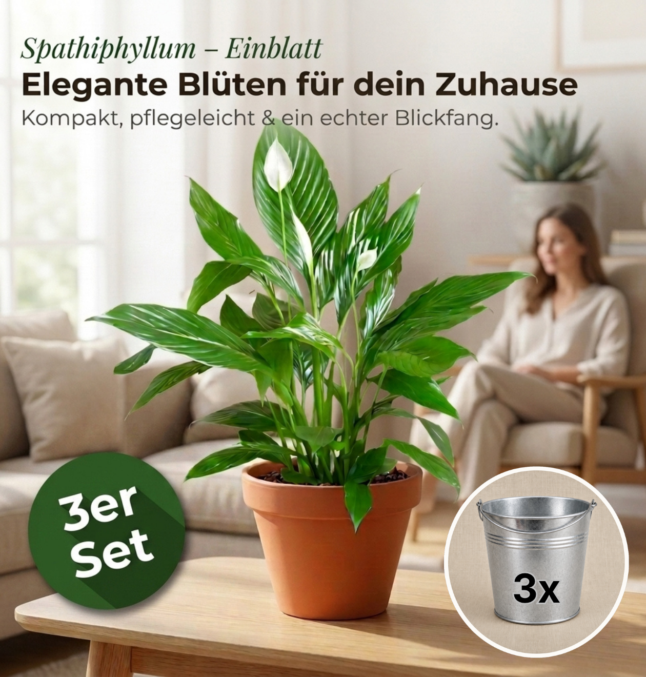 Einblatt + 3x Zinktopf | 3er-Set | Spathiphyllum | ca. 40-50 cm | Ø 12-15 cm Topf